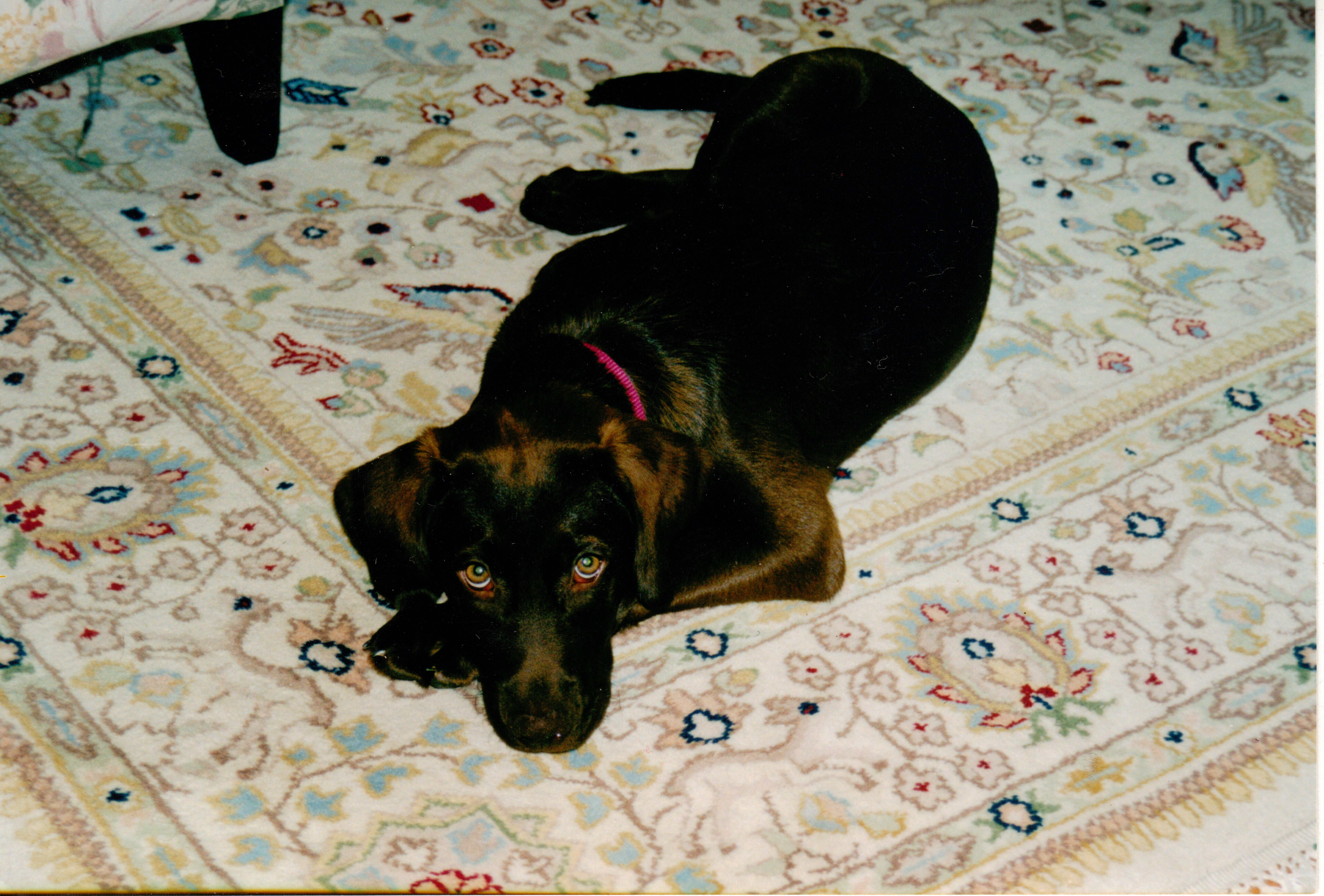 ginger as a puppy